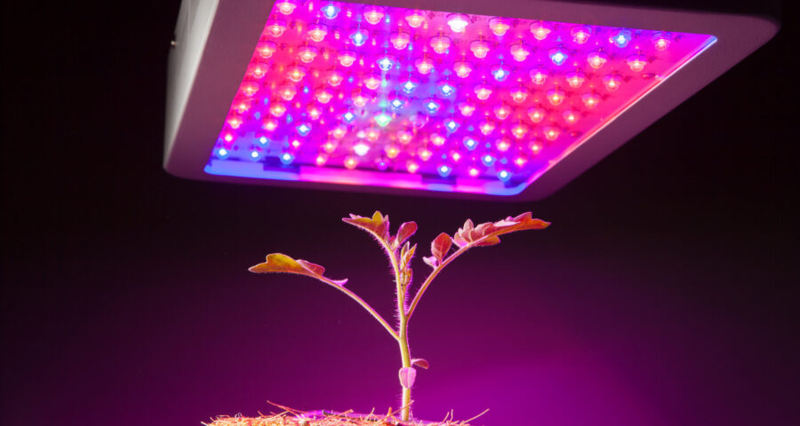 Junge Tomatenpflanze unter LED-Wachstumslicht